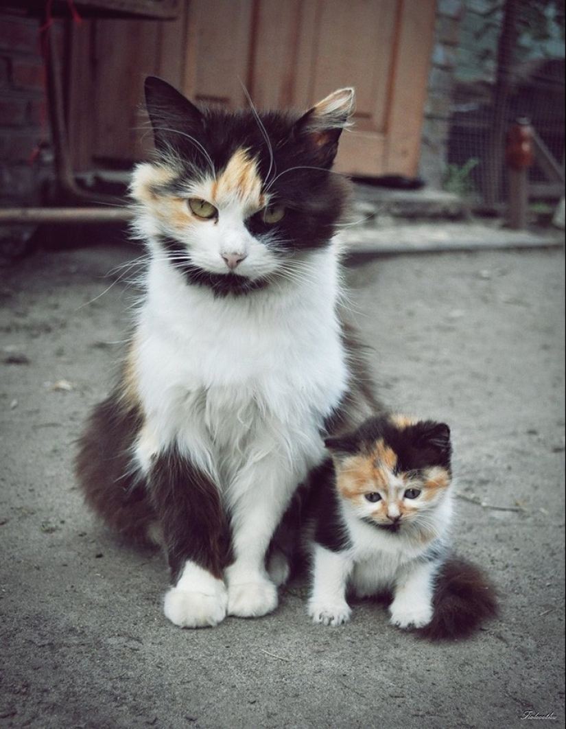 50 handsome cats and their adorable mini-copies