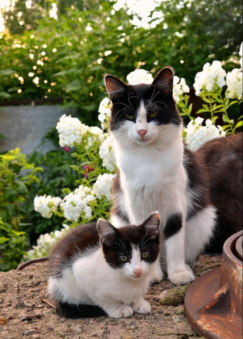 50 handsome cats and their adorable mini-copies