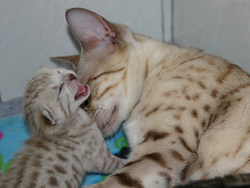 50 handsome cats and their adorable mini-copies