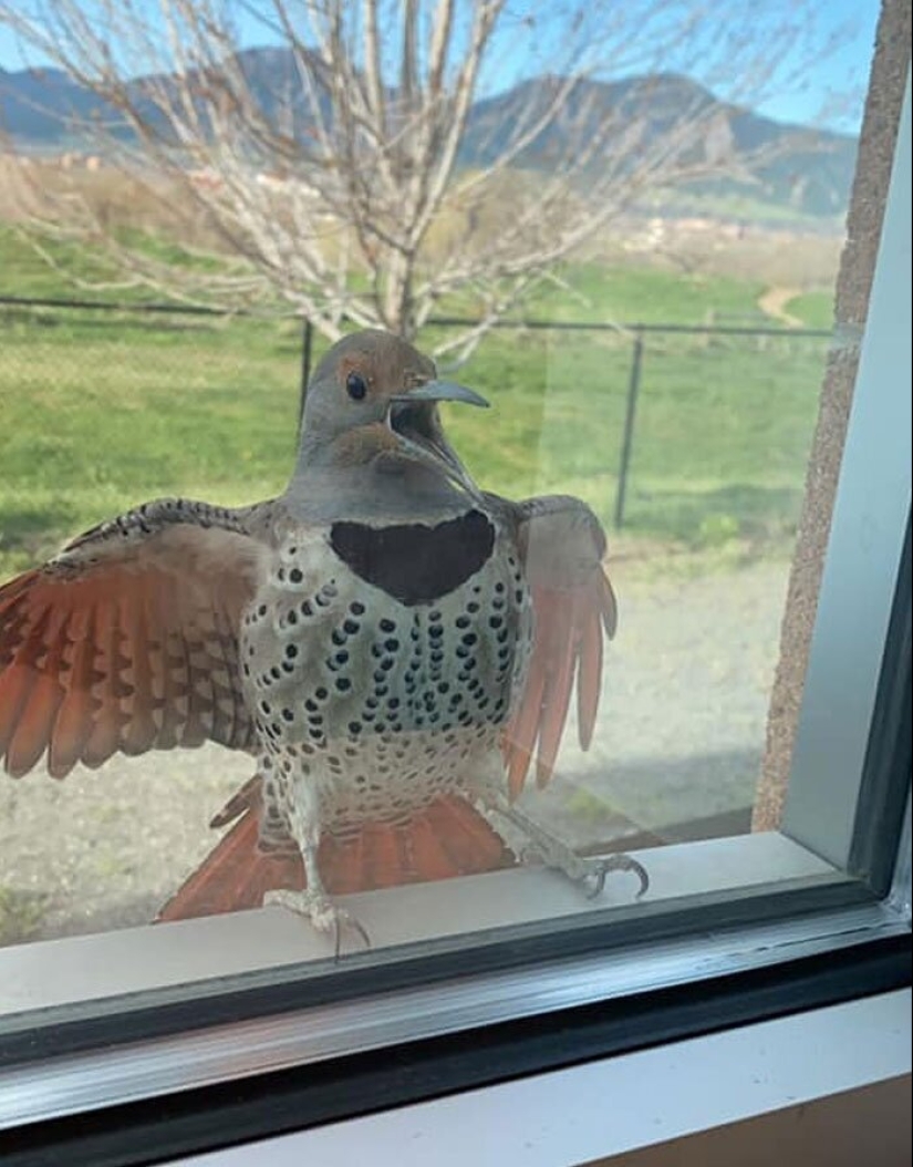 50 silly, ridiculous, indecent pictures of animals