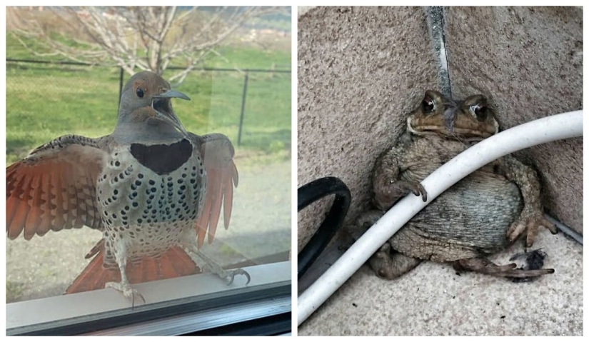 50 silly, ridiculous, indecent pictures of animals