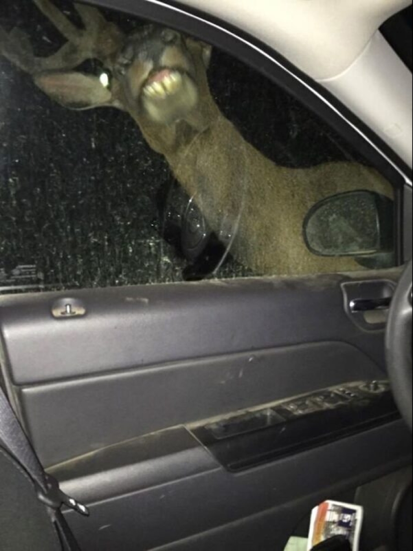 50 silly, ridiculous, indecent pictures of animals