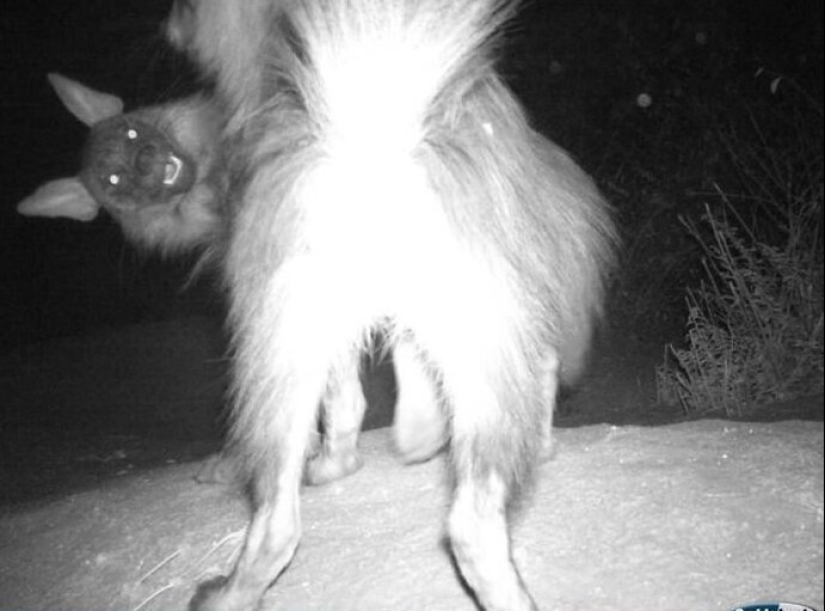 50 silly, ridiculous, indecent pictures of animals