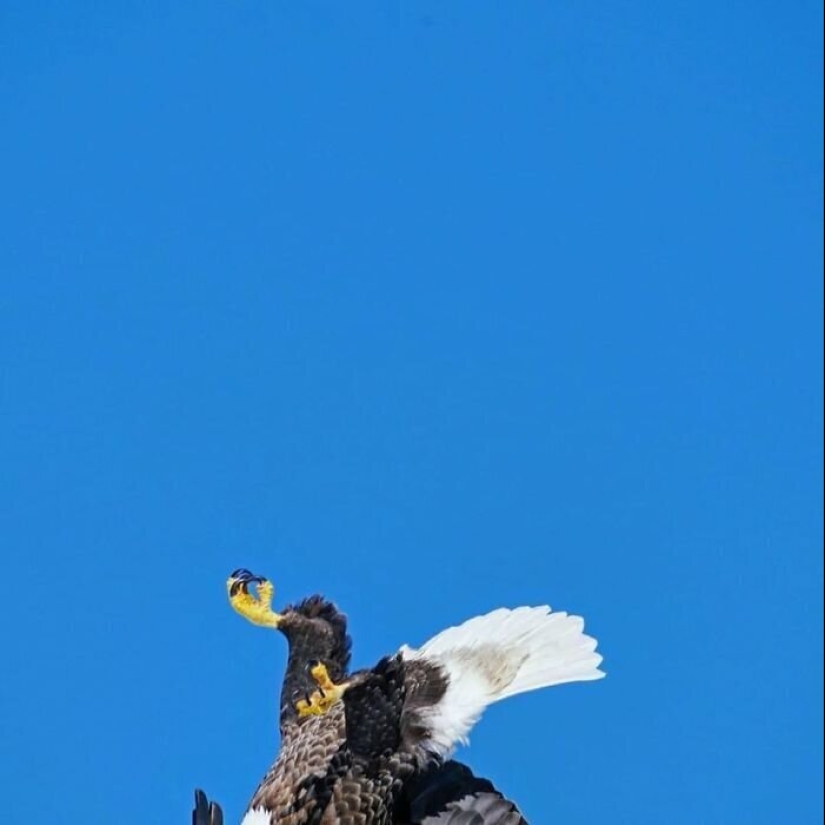 50 silly, ridiculous, indecent pictures of animals