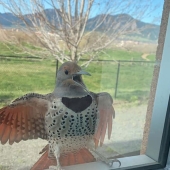 50 silly, ridiculous, indecent pictures of animals