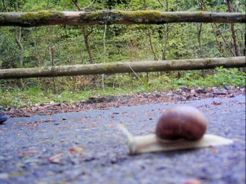 50 silly, ridiculous, indecent pictures of animals