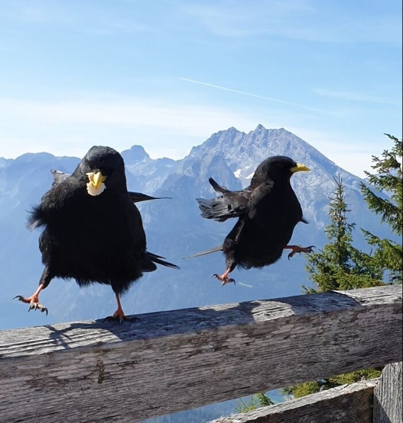 50 silly, ridiculous, indecent pictures of animals