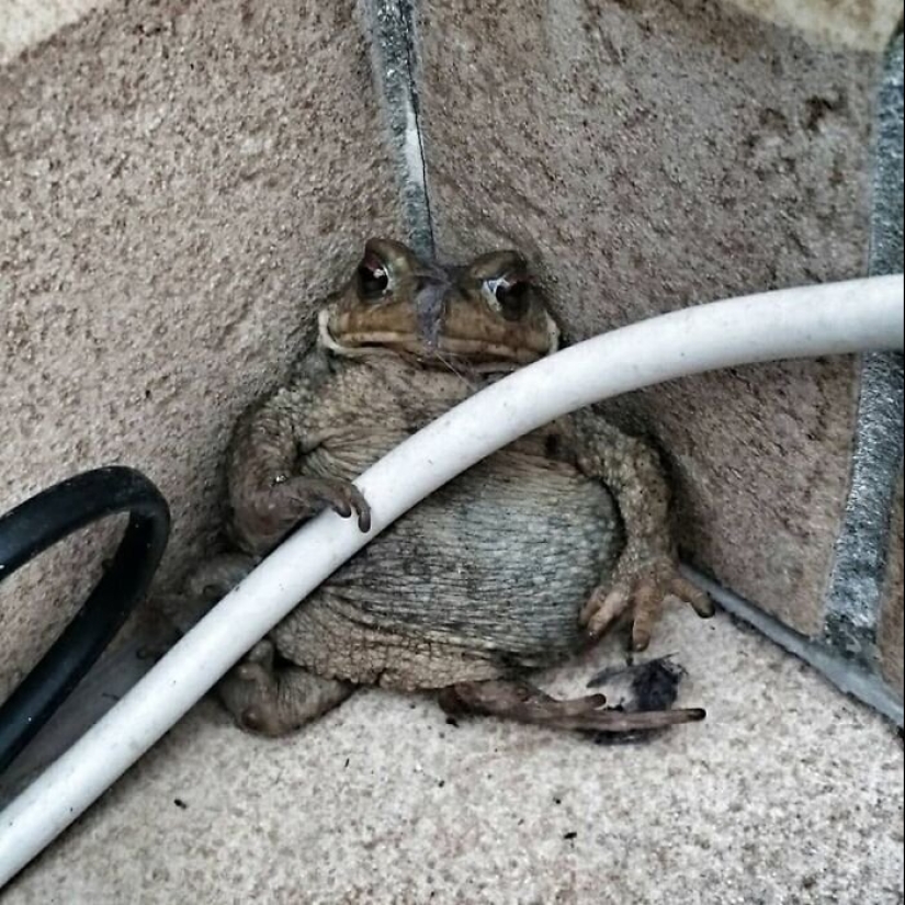 50 silly, ridiculous, indecent pictures of animals