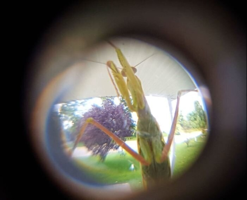 50 silly, ridiculous, indecent pictures of animals