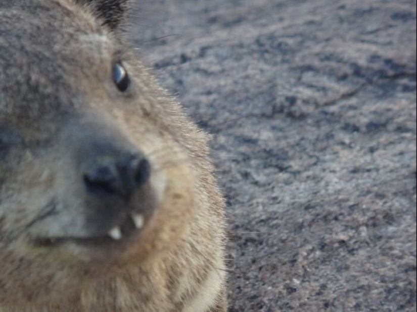 50 silly, ridiculous, indecent pictures of animals