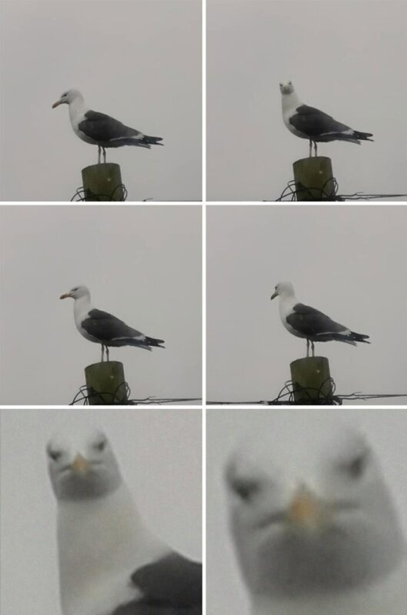 50 silly, ridiculous, indecent pictures of animals