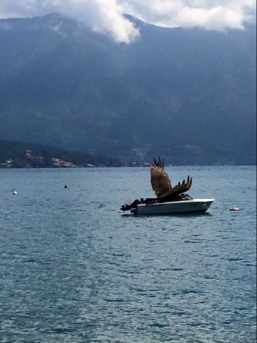 50 silly, ridiculous, indecent pictures of animals