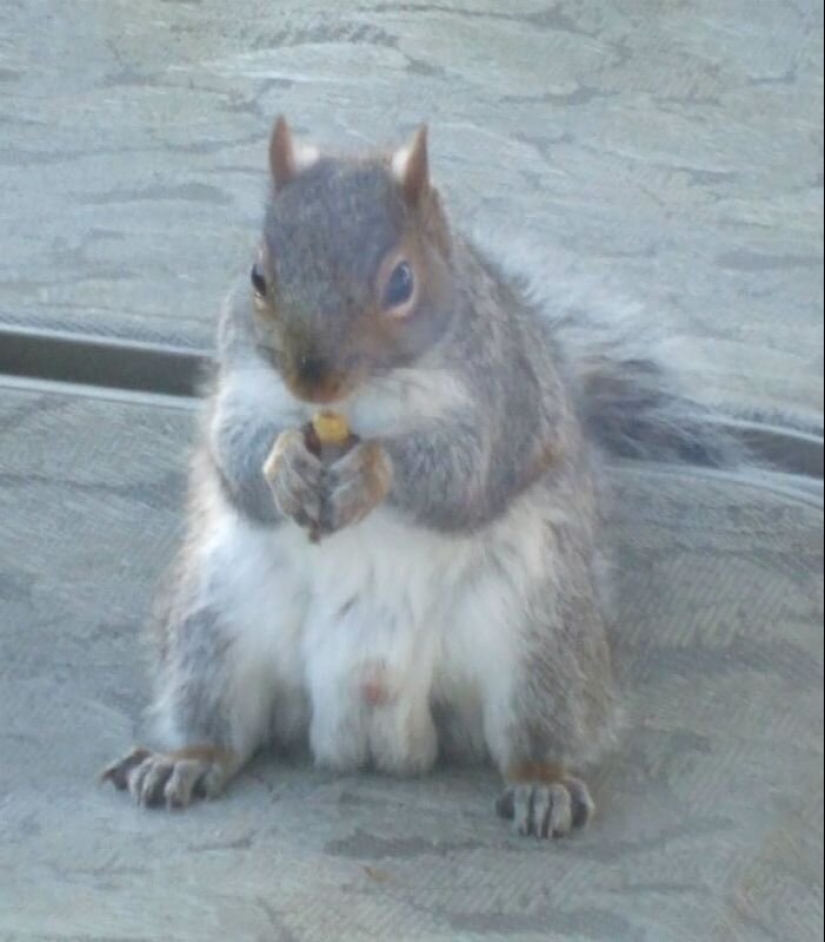 50 silly, ridiculous, indecent pictures of animals