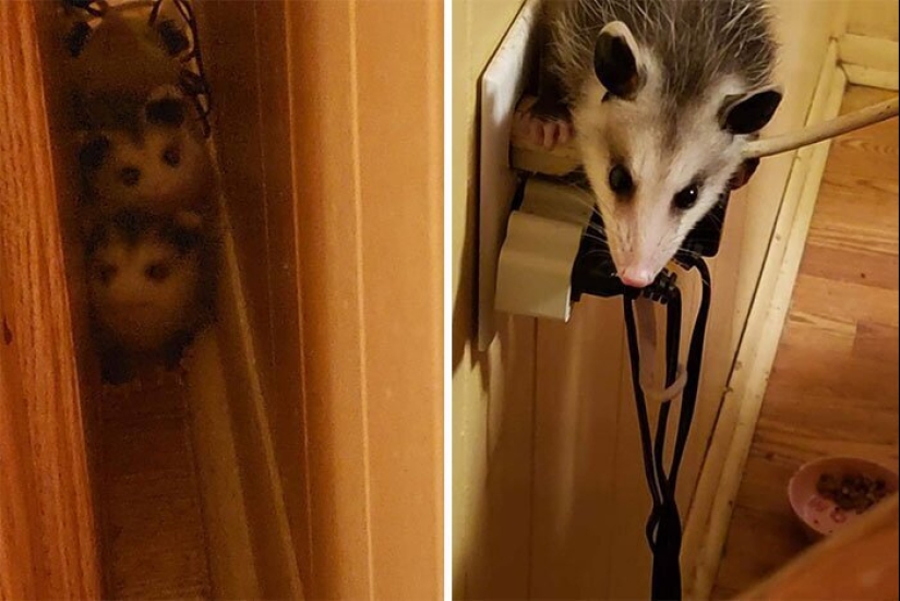 50 silly, ridiculous, indecent pictures of animals