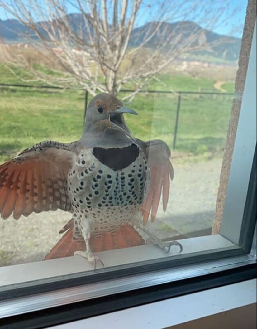 50 silly, ridiculous, indecent pictures of animals