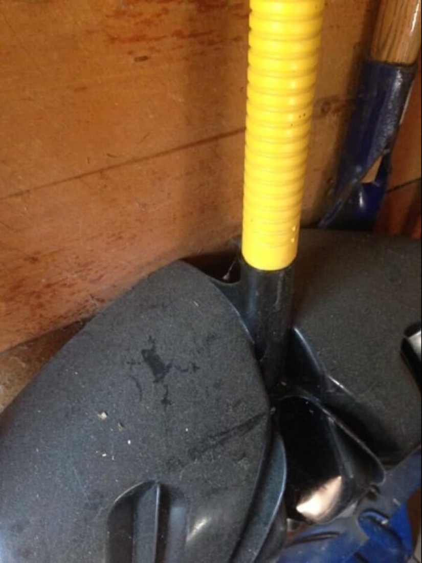 50 silly, ridiculous, indecent pictures of animals