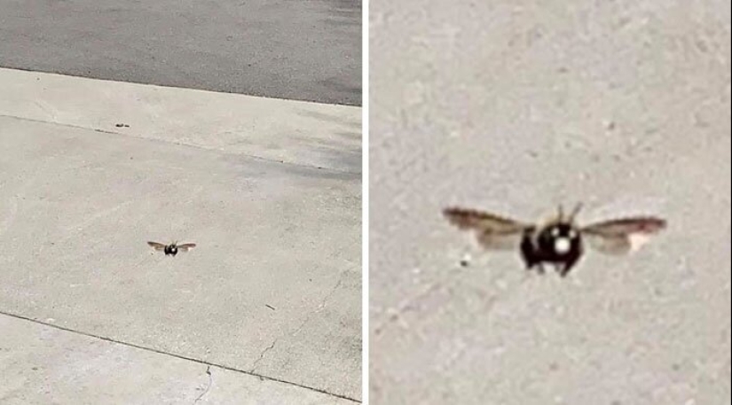 50 silly, ridiculous, indecent pictures of animals