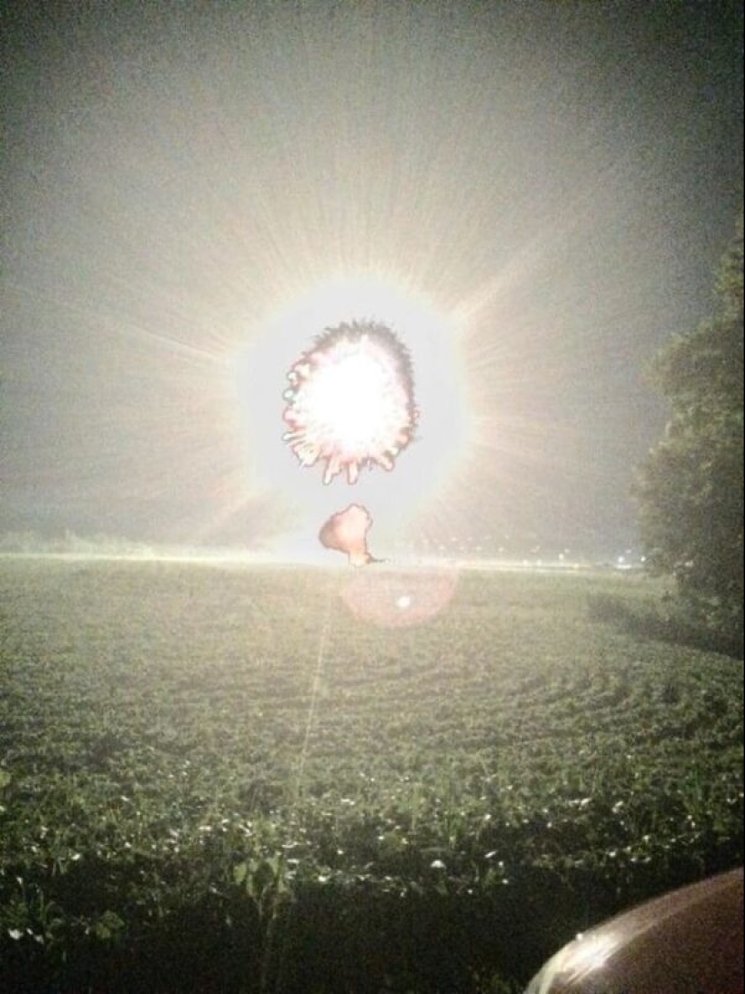 50 silly, ridiculous, indecent pictures of animals