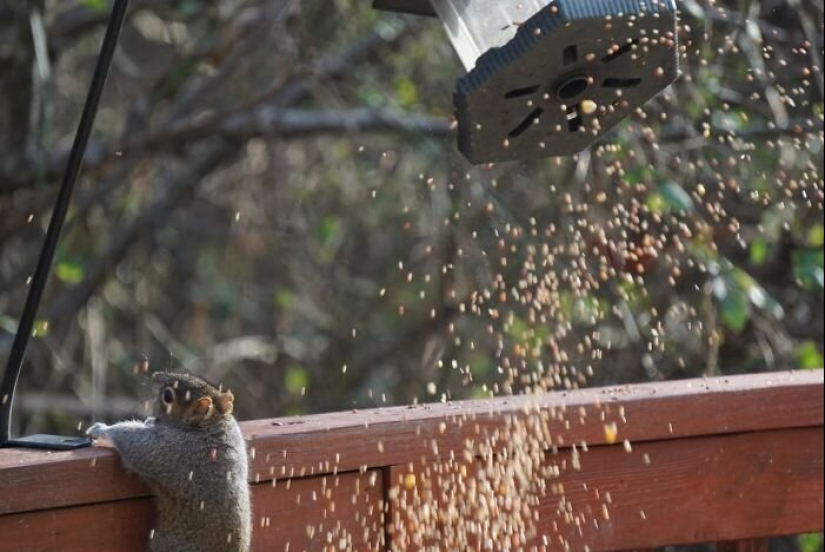 50 silly, ridiculous, indecent pictures of animals