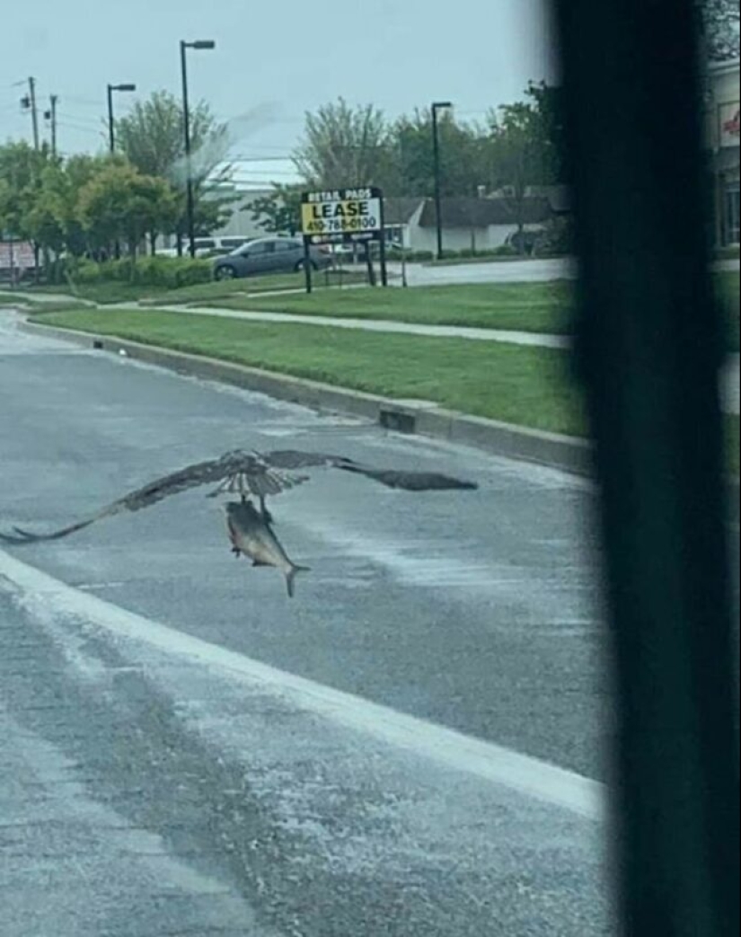 50 silly, ridiculous, indecent pictures of animals