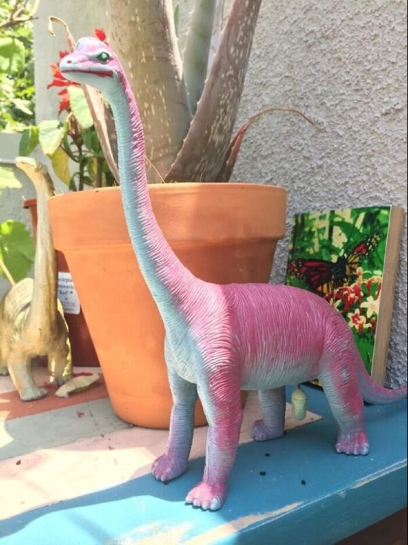 50 silly, ridiculous, indecent pictures of animals