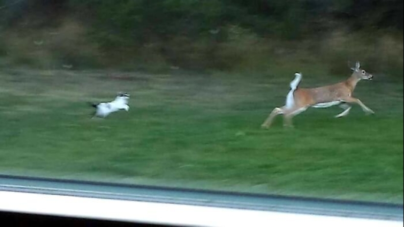 50 silly, ridiculous, indecent pictures of animals