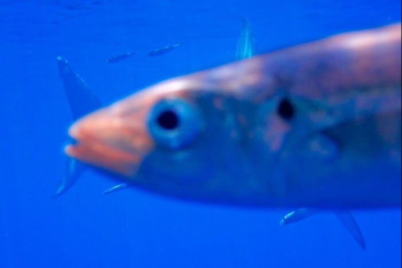 50 tonto, ridículo, indecente fotos de animales