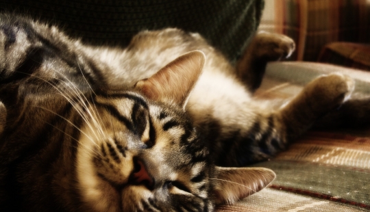 6 cute cat habits and their unexpected explanations