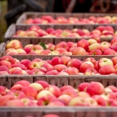 6 formas antiguas de conservar manzanas hasta la primavera: probadas durante siglos