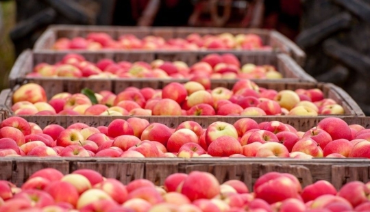 6 formas antiguas de conservar manzanas hasta la primavera: probadas durante siglos