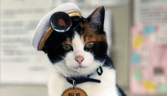 7 animales que han logrado más en la vida que tú 7 animales que han logrado más en la vida que tú