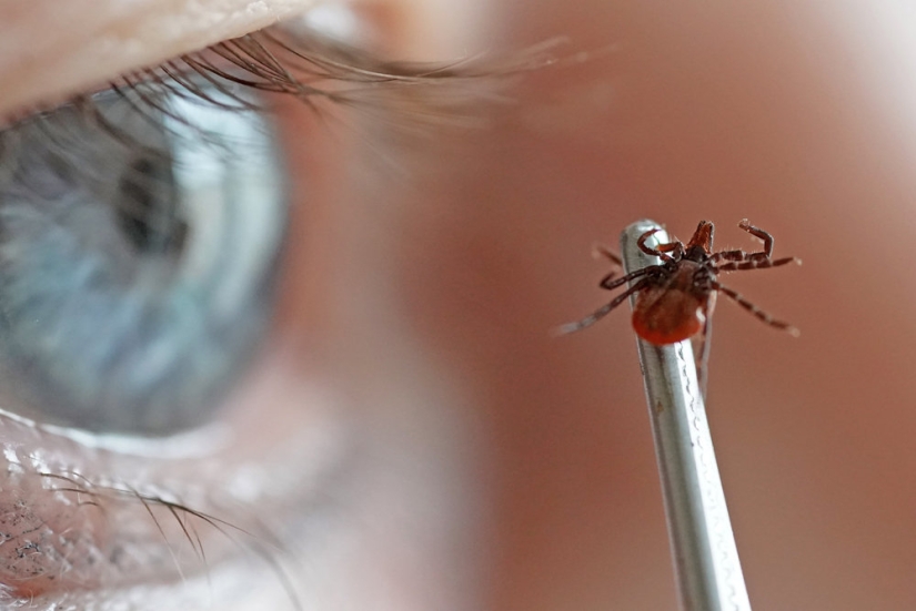 7 consejos sobre cómo evitar una picadura de garrapata 7 consejos sobre cómo evitar una picadura de garrapata