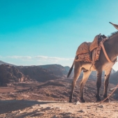 7 facts about donkeys that will make you respect this animal