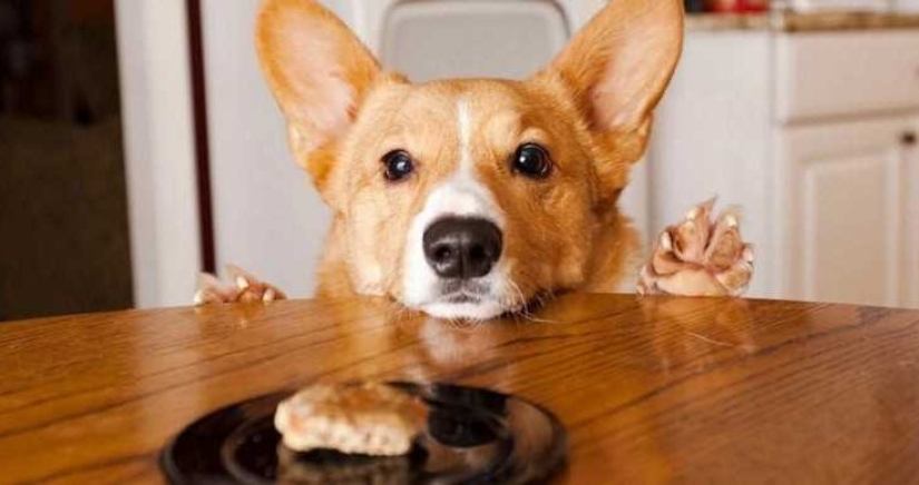 7 rules by which a dog chooses its owner when living in a family 7 rules by which a dog chooses its owner when living in a family