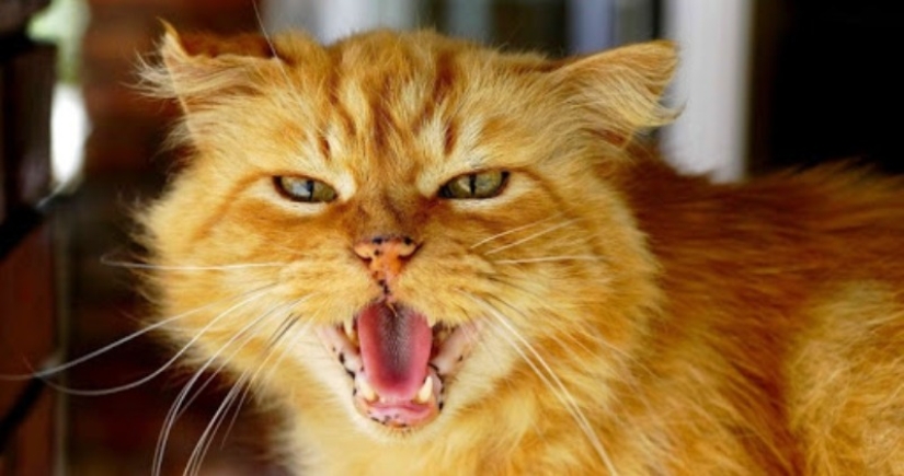 7 sure ways to turn any cat against you