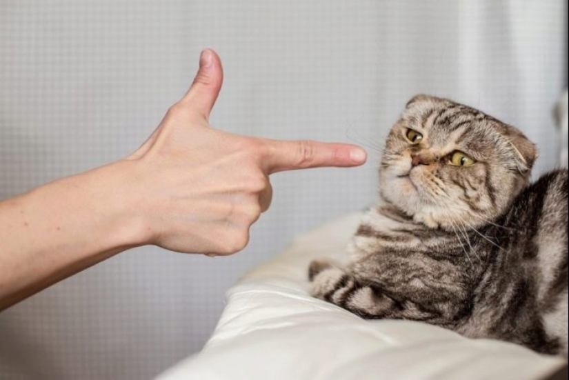 7 sure ways to turn any cat against you