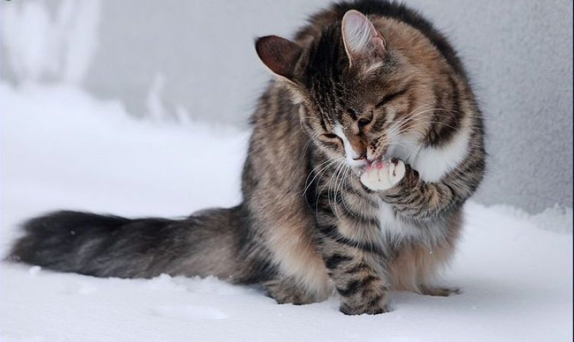 7 sure ways to turn any cat against you