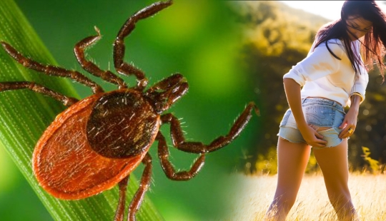 7 tips on how to avoid a tick bite 7 tips on how to avoid a tick bite