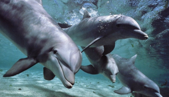 7 unpleasant facts about dolphins that will change your attitude to them
