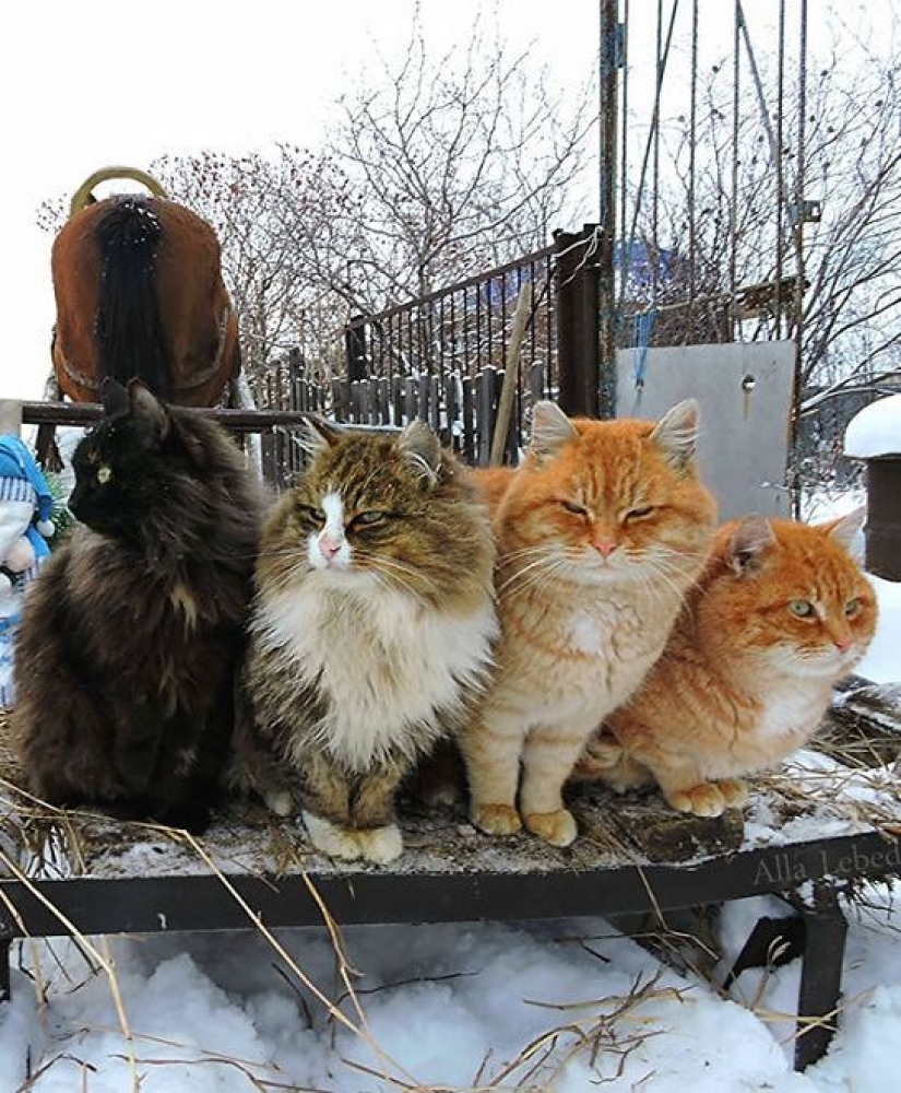 7 unusual occupations that are highly valued in Russia 7 unusual occupations that are highly valued in Russia