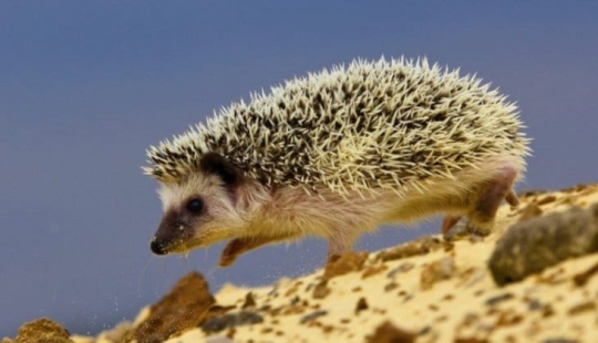 8 unexpected facts about hedgehogs — the most brutal animals of our latitudes