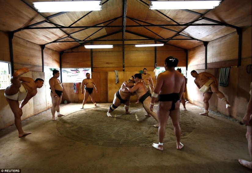 8000 calories a day and oxygen masks - how sumo wrestlers live