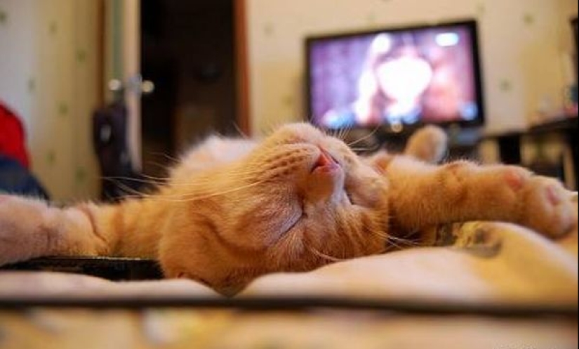 9 obligatoria cosas, sin la cual nunca llega el otoño 9 obligatoria cosas, sin la cual nunca llega el otoño