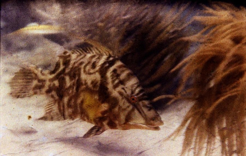 9 primeras fotografías del mundo 9 primeras fotografías del mundo