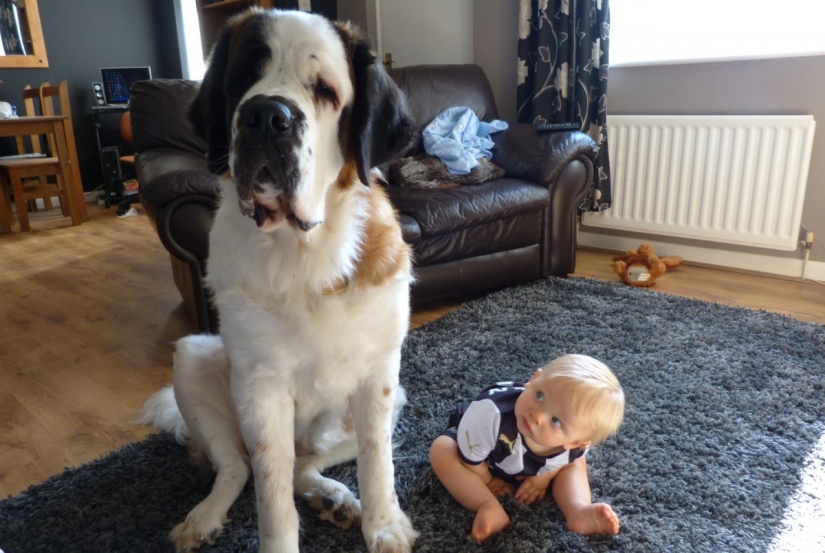 9 razones científicamente probadas para conseguir un perro 9 razones científicamente probadas para conseguir un perro