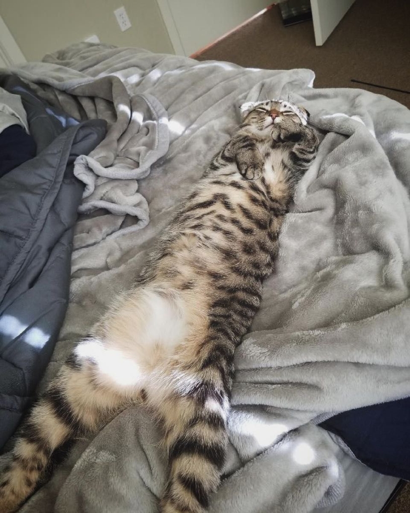 A new trend in social networks — toffee cats A new trend in social networks — toffee cats