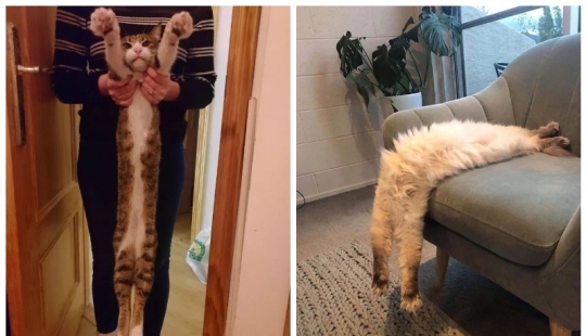 A new trend in social networks — toffee cats A new trend in social networks — toffee cats