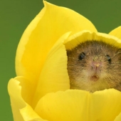 A photographer took a picture of baby mice hiding in tulips, and we can't stop looking at it