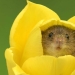 A photographer took a picture of baby mice hiding in tulips, and we can't stop looking at it
