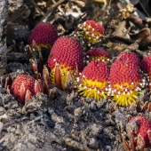 A vampire plant that blooms once in a lifetime and smells like death